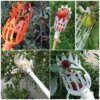 cueilleur de fruits, outils de jardin