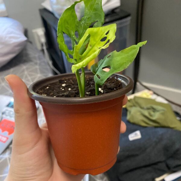 pot de plante pour la maison